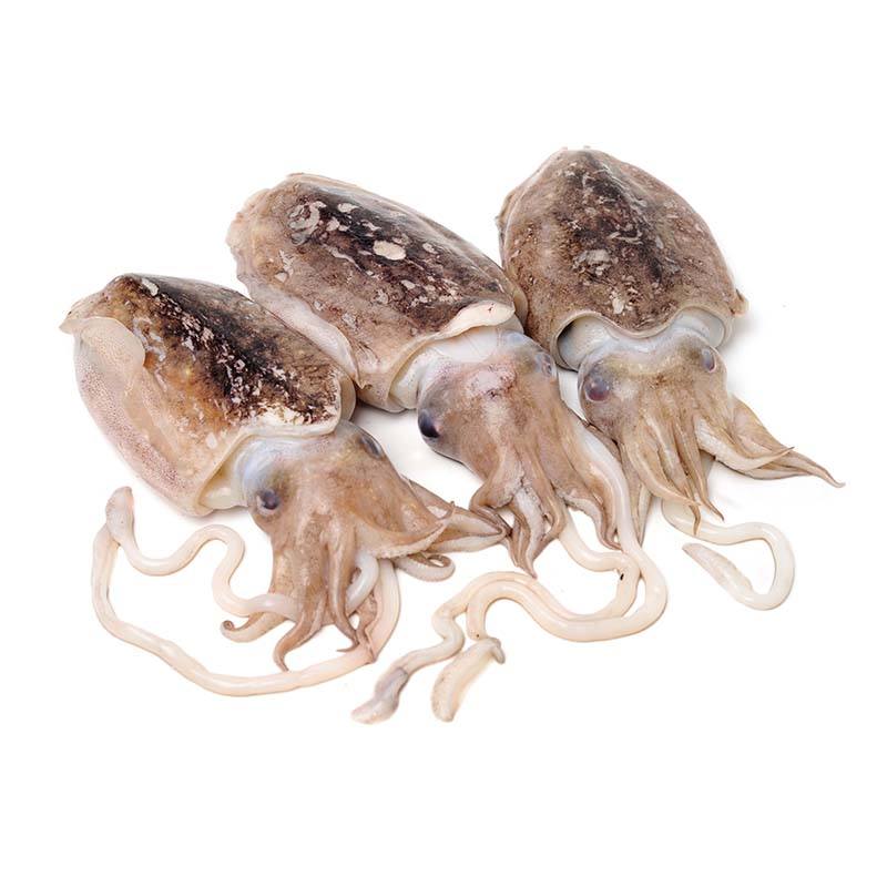 Seiche Cephalopodes Produits De La Mer Grossiste Produits Frais